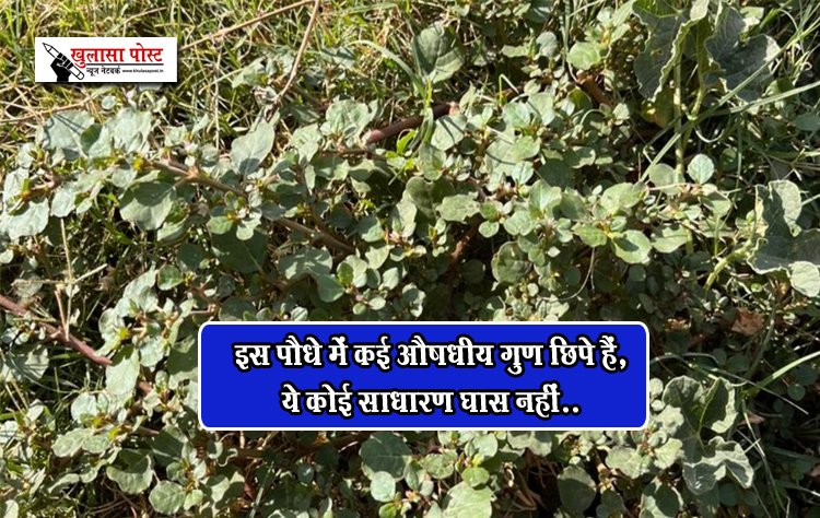 इस पौधे में कई औषधीय गुण छिपे हैं, ये कोई साधारण घास नहीं..