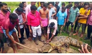 खेत में मिला विशालकाय मगरमच्छ, किसानों में दहशत, ग्रामीणों ने पकड़कर ऑटो में भरकर वापस डेम में छोड़ा, सोशल मीडिया पर वीडियो वायरल
