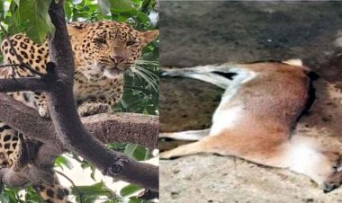 गांव में खूंखार तेंदुए का आतंक, घर में घुसकर तीन बकरों पर किया हमला, दो बकरों की मौत, दूसरे दिन पहुंचा वन अमला, इलाके में दहशत का माहौल