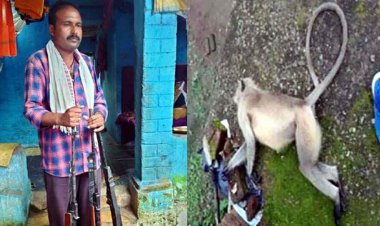 कबीरधाम में बंदर की गोली मारकर हत्या, छत पर उधम-कूद मचाने से परेशान युवक ने एयर गन से की फायरिंग, मौके पर मौत, आरोपी महेश सोनी गिरफ्तार