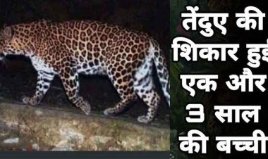 आदमखोर तेंदुए ने एक और मासूम बच्ची को बनाया शिकार, ग्रामीणों में फैली दहशत, परिवार में पसरा मातम, एक महीने में दूसरी घटना