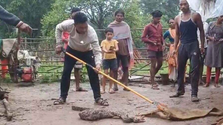 मुर्गियां खाने के चक्कर में घर में घुसा अजगर, वन विभाग ने रेस्क्यू कर सुरक्षित जंगल में छोड़ा