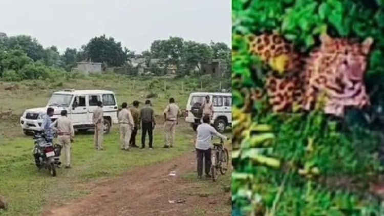 जहां हाथी ने कुचलकर ली थी महिला की जान वहीं शिकार के लिए घात लगाए बैठा था तेंदुआ, पकड़ने जुटा वन विभाग, इलाके में फैली दहशत, हाई अलर्ट जारी