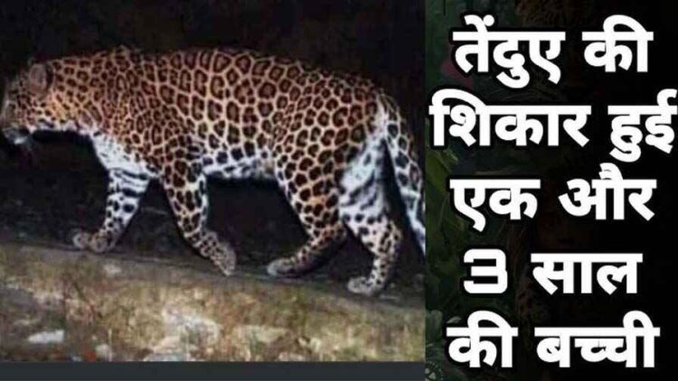 आदमखोर तेंदुए ने एक और मासूम बच्ची को बनाया शिकार, ग्रामीणों में फैली दहशत, परिवार में पसरा मातम, एक महीने में दूसरी घटना