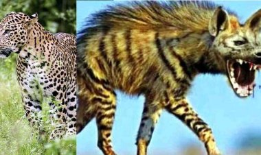 मुख्यालय में घूम रहा लकड़बग्घा, जरुरी हो तभी घर से निकलें, नगर के आसपास तेंदुआ की धमक, लोगों में दहशत का माहौल, एलर्ट जारी