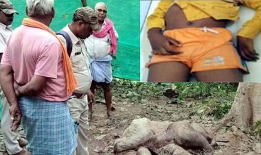 युवक को गजराज ने कुचला, दर्दनाक मौत, नौजात हाथी का मिला शव, गर्भ में ही मृत्यु की आशंका, सांप के काटने से 8 साल की बच्ची की गई जान