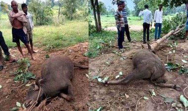 खूंखार दंतेल हाथी ने बाड़े में बंधी दो भैंसों के पेट अपने खतरनाक दांतों से फाड़ उतारा मौत के घाट, एक भैंस घायल, इलाके में फैली सनसनी