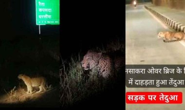 धरसींवा में दिखा तेंदुआ!, ग्रामीणों में दहशत का माहौल, सोशल मीडिया पर वीडियो जमकर वायरल, जानिए क्या है सच्चाई