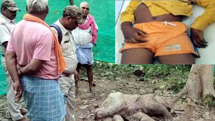 युवक को गजराज ने कुचला, दर्दनाक मौत, नौजात हाथी का मिला शव, गर्भ में ही मृत्यु की आशंका, सांप के काटने से 8 साल की बच्ची की गई जान