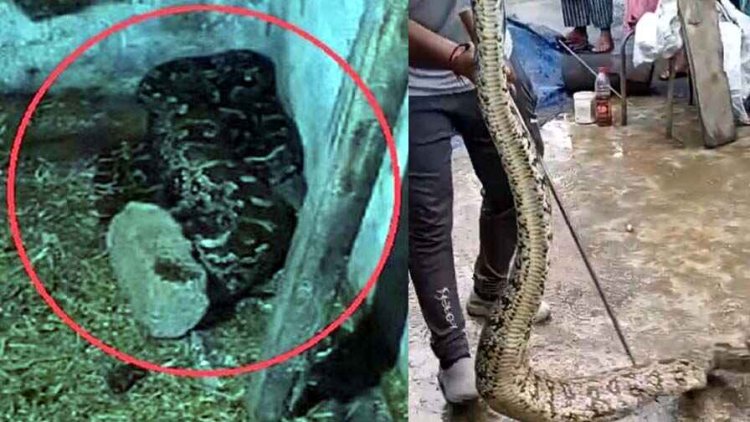 घर के आंगन में बकरी के बच्चे और दो मुर्गियों को निगलकर कुंडली मार बैठ गया अजगर सांप, लोगों के उड़े होश, सर्प मित्रों ने किया रेस्क्यु