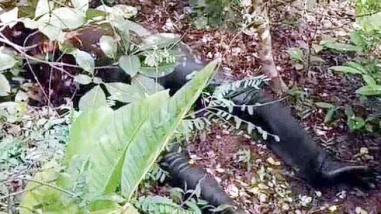 सड़ी गली हालत में जंगल में मिली एक हफ्ते से गायब चालीस वर्षीय व्यक्ति की लाश, खुदकुशी या कुछ और जांच में जुटी पुलिस