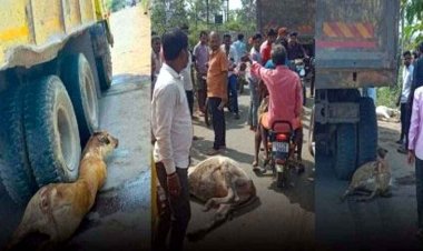 गायों के झुंड पर चढ़ा तेज रफ्तार हाइवा, 4 गायों की मौत, 6 घायल, ग्रामीणों ने की ड्राइवर की जमकर पिटाई, चल रहा इलाज