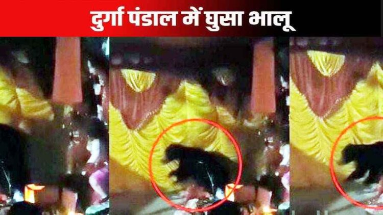 दुर्गा पंडाल में देर रात अचानक घुसा भालू, मौजूद थे 10 लोग, माता के सेवकों में मचा हड़कंप, लोगों ने मचाया शोर, ग्रामीणों में दहशत का माहौल