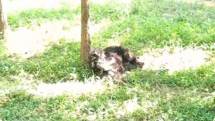 नर भालू के शावक का मिला शव, रीछ के जिस्म में मिले चोंट के निशान, वन विभाग में मचा हड़कंप, पोस्टमार्टम रिपोर्ट के बाद आएगी सच्चाई सामने