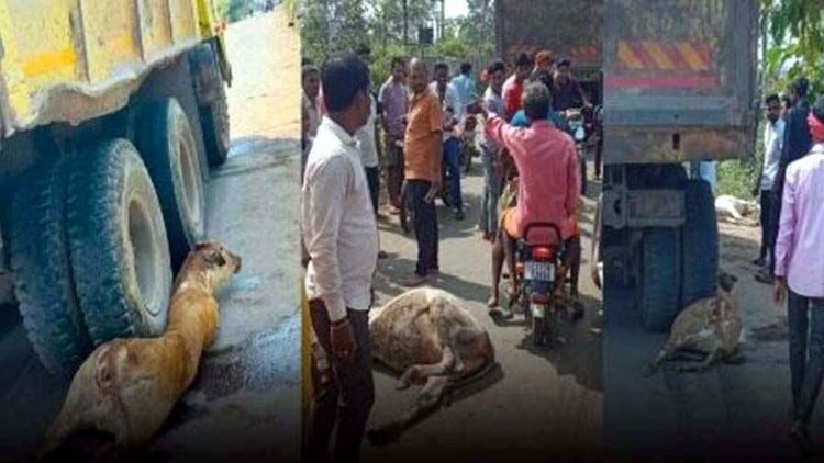 गायों के झुंड पर चढ़ा तेज रफ्तार हाइवा, 4 गायों की मौत, 6 घायल, ग्रामीणों ने की ड्राइवर की जमकर पिटाई, चल रहा इलाज