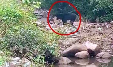 भोजन की तलाश में घटारानी मंदिर में पहुंचे जंगली भालू, देखने के लिए उमड़ी लोगों की भीड़, पेड़ लगायें, वनों और वन्य प्राणीयो का करें संरक्षण