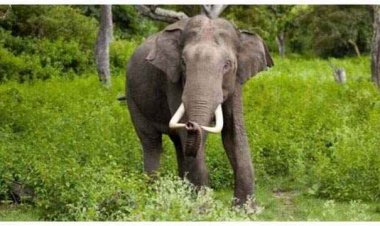 घर में सो रहे परिवार पर हाथी ने किया हमला, कुचलने से दो बच्चों की मौत गजराज के हमले में माता-पिता के सामने बच्चों ने तोड़ा दम