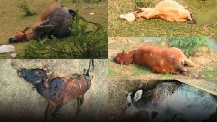 सरपंच की लापरवाही से हो गई लगभग 100 गायों की मौत, ग्रामीणों में आक्रोश, किसानों ने लगाई इंसाफ की गुहार, एसडीएम- होगी जांच