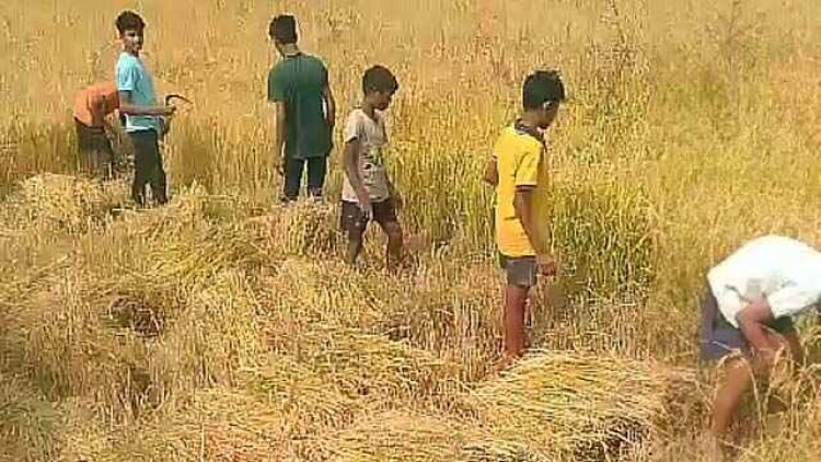 शिक्षा विभाग की खुली पोल, आश्रम के बच्चों से खेतों में कराई मजदूरी, वीडियो हुआ वायरल, कलेक्टर ने अधीक्षक रमेश को किया सस्पेंड