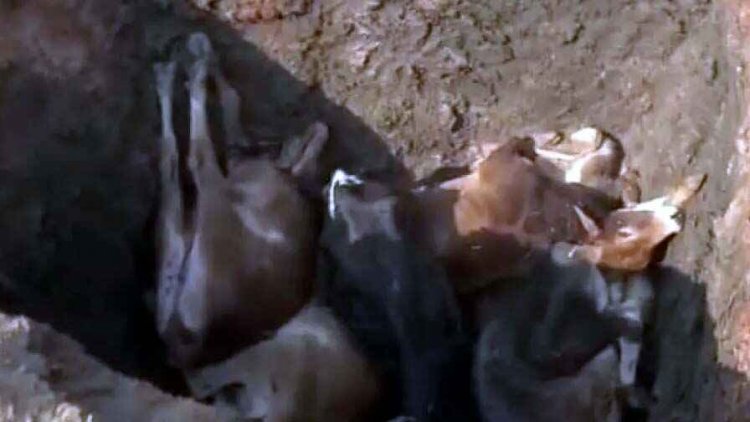 गौठान में 10 गायों भूख-प्यास से गई जान, चारे-पानी की भी व्यवस्था नहीं, प्रबंधक बोले- झिल्लियां खा गईं, प्रशासन भी नहीं दे रहा ध्यान