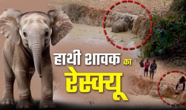 मंडराते हाथियों की परवाह किए बगैर ग्रामीणों ने गड्ढे में फंसे हाथी के शावक को बचाया, इधर गजराज ने ली मासूम बच्ची की जान