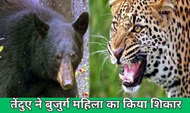 कमार महिला का तेंदुआ ने किया शिकार, घर से घसीटकर ले गया जंगल, इधर भालू के हमले से बुजुर्ग हुआ घायल, अस्पताल में भर्ती