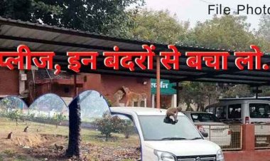 बंदरों के आतंक ने छीन ली जिंदगी, बंदर के धक्के से छत से निचे गिरा ग्रामीण, इलाज के दौरान मौत, परिवार और गांव में शोक की लहर