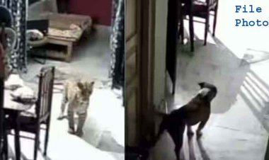 जिले में बढ़ रहा तेंदुआ का आतंक, घर में घुसे तेंदुए को पालतू कुत्ते ने भगाकर बचाई परिवार के सदस्यों की जान, इलाके में दहशत का माहौल