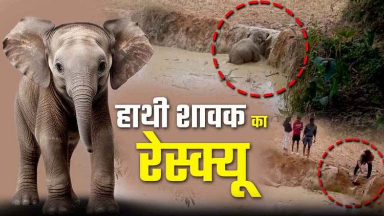 मंडराते हाथियों की परवाह किए बगैर ग्रामीणों ने गड्ढे में फंसे हाथी के शावक को बचाया, इधर गजराज ने ली मासूम बच्ची की जान