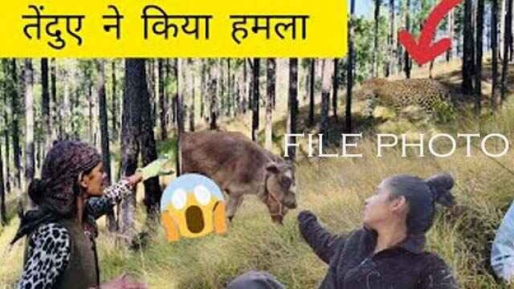 छत्तीसगढ़ में आदमखोर तेंदुआ, बाजार से लौट रहे ग्रामीण पर तेंदुए ने किया जानलेवा हमला, मौके पर ही मौत, जंगल में मिली लाश, फैली सनसनी