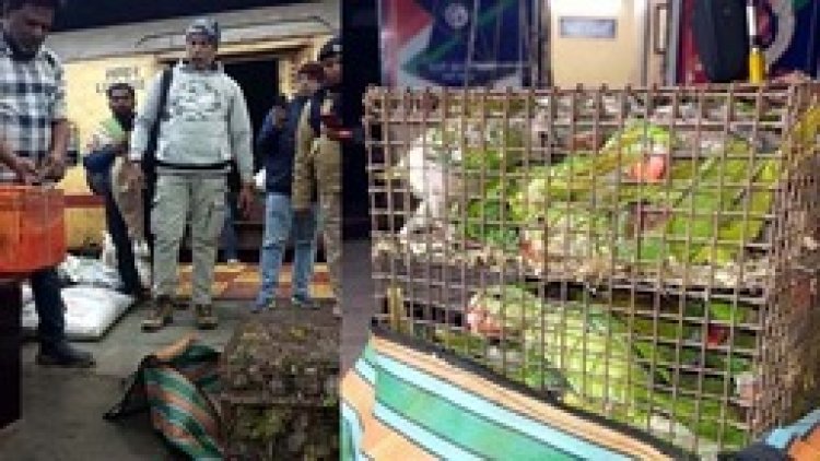 रायपुर रेलवे स्टेशन में पकड़ाया तोता तस्कर, दुर्ग विशाखापट्टनम एक्सप्रेस से 105 हीरामन तोते लेकर पहुंचा रायपुर, आरोपी गिरफ्तार