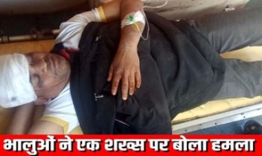 मॉर्निंग वॉक पर निकले ग्रामीण पर 3 भालुओं ने हमला, सिर के उड़े चिथड़े, युवक की हालत नाजुक, इलाके में दहशत का माहौल