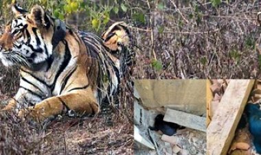भालू ने रिहायसी इलाके में शावकों को दिया जन्म, देखने पहुंचे ग्रामीणों पर किया हमला, बाघिन ने किया गाय का शिकार, वीडियो आया सामने