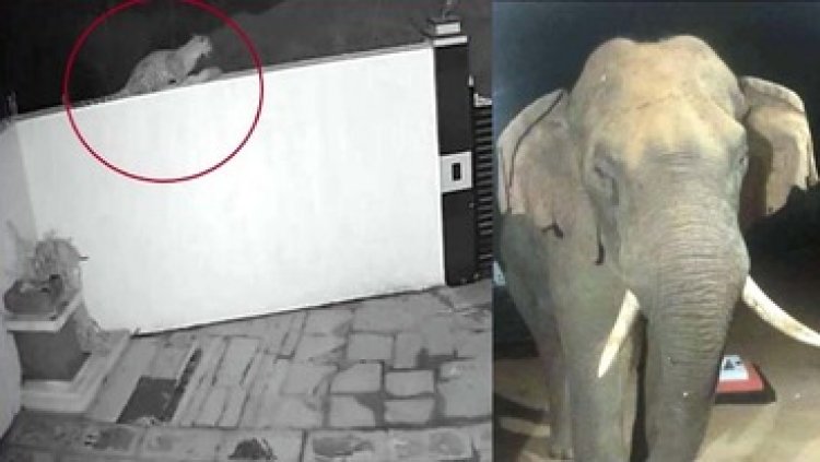 दीवार पर शिकार पकड़कर बैठा तेंदुआ, एसपी बंगले के कंपाउंड में घुस गया पैंथर, हाथी किसानों के फसलों को पहुंचा रहे नुकसान, ग्रामीणों में डर का माहौल