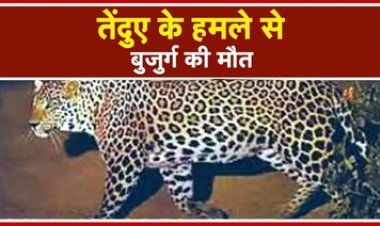 तेंदुए ने ली सड़क किनारे आराम कर रहे बुजुर्ग की जान, जंगल में मिली लाश, इलाके में दहशत का माहौल, दो महीने बीमार 60 साल के हाथी की मौत