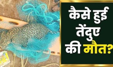 धमतरी के गंगरेल बांध में तेंदुए की दर्दनाक मौत, शिकार के दौरान डैम में डूबा, 200 मीटर दूर मिला शव, वन विभाग ने बॉडी को निकाला बाहर