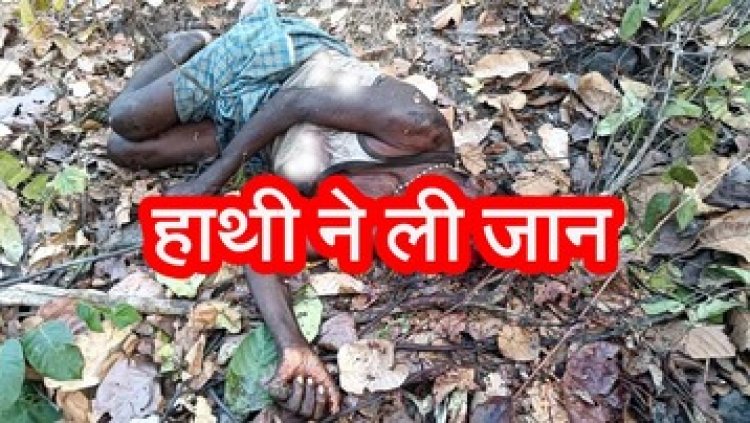 दंतैल हाथी के हमले से ग्रामीण की मौत, जंगल में मिला क्षत-विक्षत शव, वन विभाग पर लगा लापरवाही का आरोप, 11 किसान परेशान, उत्पात मचा रहा गजराज