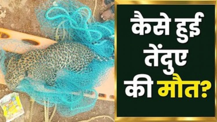 धमतरी के गंगरेल बांध में तेंदुए की दर्दनाक मौत, शिकार के दौरान डैम में डूबा, 200 मीटर दूर मिला शव, वन विभाग ने बॉडी को निकाला बाहर