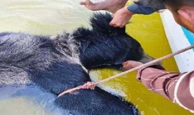 तांदुला डैम में मिली भालू की लाश, संदिग्ध हालत में मौत के बाद पंचनामा और पोस्टमार्टम के बगैर शव गायब!, इलाके में फैली सनसनी