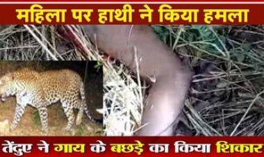किसान के खेत में तेंदुए ने बछड़े का किया शिकार, इधर हाथियों ने महिला पर हमला कर शरीर से हाथ किया अलग!, वन विभाग पर उठे सवाल