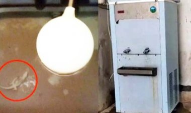 कॉलेज में वाटर कूलर में मिली मरी छिपकली, कई छात्रों की बिगड़ी तबीयत, वाटर फिल्टर का पानी पीकर कई स्टूडेंट्स बीमार, मचा हड़कंप