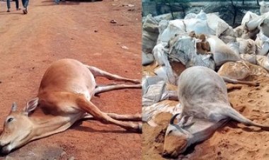 रायपुर में छह गायों की मौत, कांग्रेस ने राज्य सरकार पर लगाए लापरवाही का आरोप, कहा- अगर गोठान बंद नहीं किये जाते तो गाय सुरक्षित होती