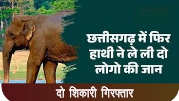 महुआ बीनने गए ग्रामीणों को हाथी ने कुचला, दो लोगों की मौत, इलाके में दहशत, शिकार मामले में दो शिकारी गिरफ्तार, वन्य प्राणी के मांस जब्त