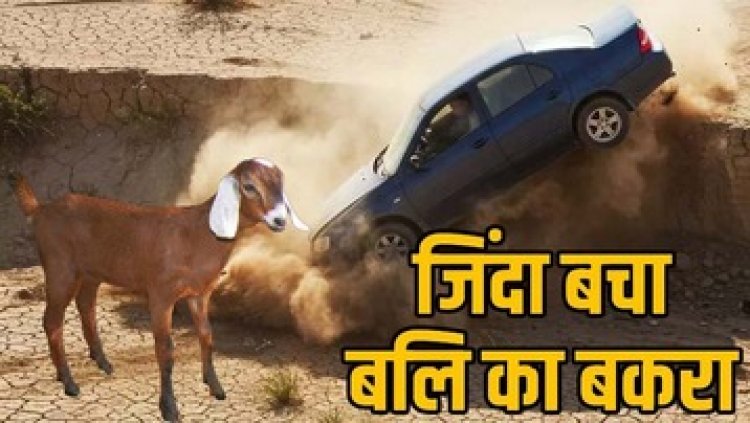 बकरे को बलि देने निकले चार लोग, खुद हो गए मौत का शिकार, पुल की रेलिंग तोड़कर नदी में जा गिरी कार, चारों की मौत, जिंदा बच गया बकरा