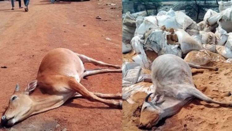रायपुर में छह गायों की मौत, कांग्रेस ने राज्य सरकार पर लगाए लापरवाही का आरोप, कहा- अगर गोठान बंद नहीं किये जाते तो गाय सुरक्षित होती