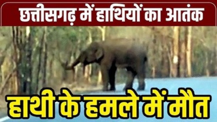हाथी ने ग्रामीण को पटक-पटककर मार डाला, जंगल में अचानक हुआ सामना, सूंड से उठाकर पटका, सुबह ट्रैकर टीम ने देखी लाश, ग्रामीणों में दहशत का माहौल