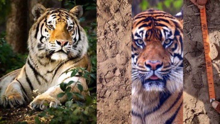 एक बार फिर बाघ की दहाड़, घने जंगल में बिखरे मिले दो भैंसों के शव और गहरे पंजे के निशान, इलाके में दहशत का माहौल, किसने किया शिकार?