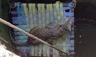 मुर्गी का शिकार कर भाग रहा तेंदुआ गहरे कुएं में गिरा, गांव में मचा हड़कंप, वन विभाग द्वारा किया गया कामयाब रेस्क्यू ऑपरेशन