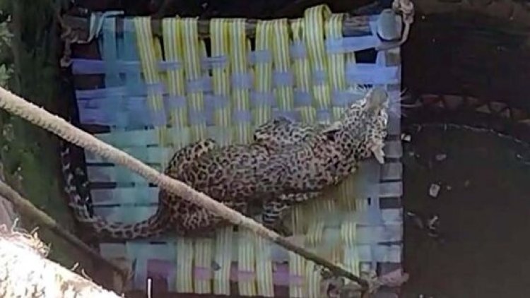 मुर्गी का शिकार कर भाग रहा तेंदुआ गहरे कुएं में गिरा, गांव में मचा हड़कंप, वन विभाग द्वारा किया गया कामयाब रेस्क्यू ऑपरेशन