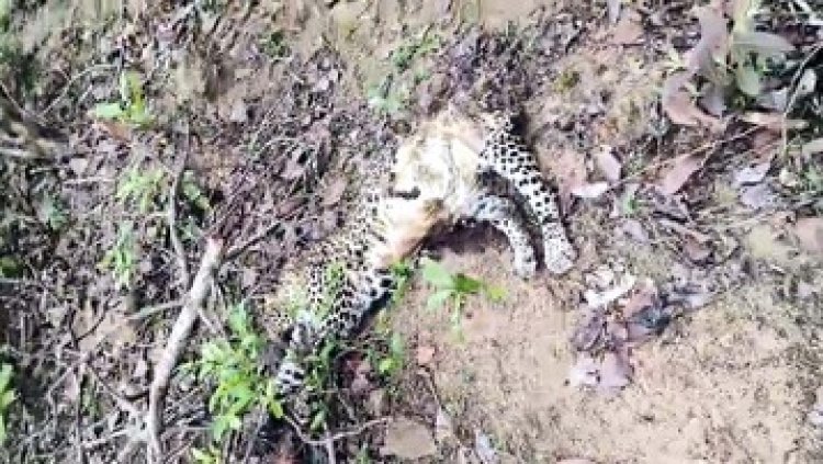 रेस्क्यू के 4 दिन बाद तेंदुए की संदिग्ध मौत? खाल और अंग गायब, शिकार की आशंका, ठोस कार्रवाई नहीं होने से वन एवं वन्य प्राणी असुरक्षित